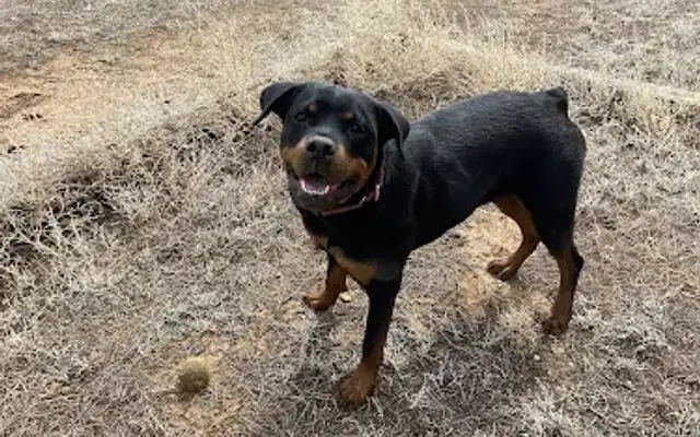 It’s Bath Day & Pet Care in Edgewood, NM