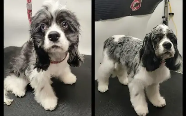 Pet Grooming By Zulia in Naples, FL
