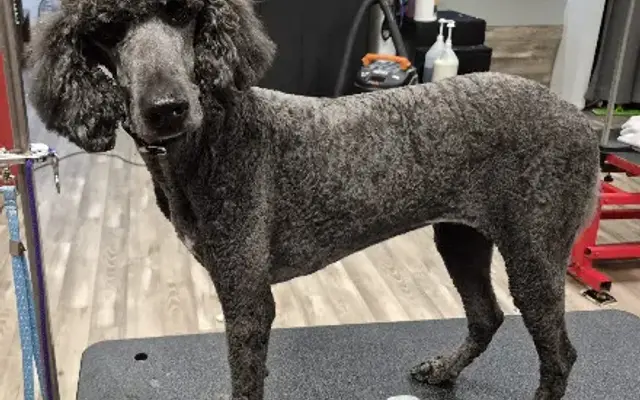 PetStyles Grooming Salon in Forest Lake, MN