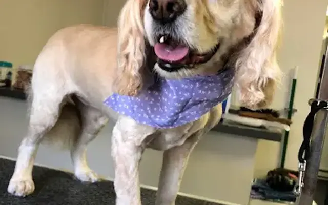 Dashing Days Dog Grooming LLC in Topton, PA