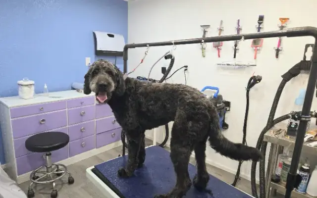 Paisley Paws Grooming in Mission, KS