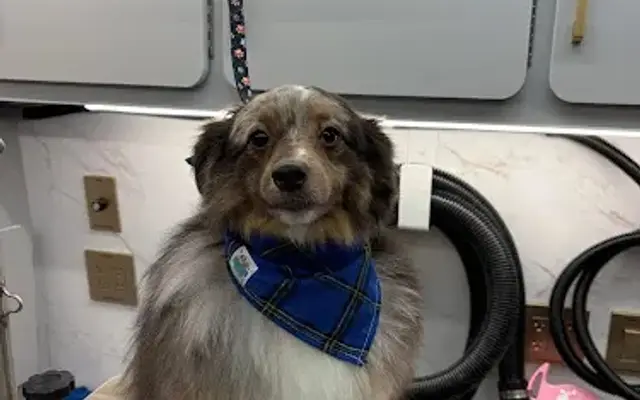 Plush Pets Mobile Grooming Salon in South Bend, IN