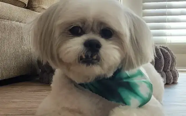 Vanity Fur, LLC in Pensacola, FL
