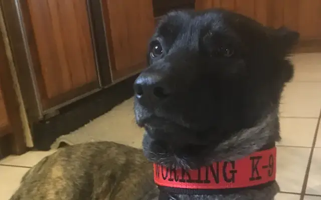 Kellie's Classy K-9's in Charlotte, MI