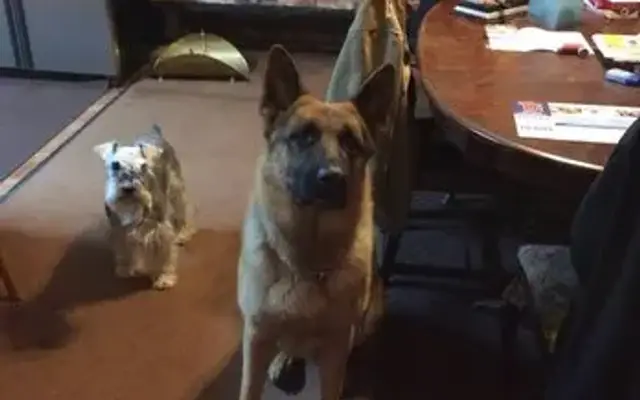 Caudle's K-9 Castle in Vacaville, CA