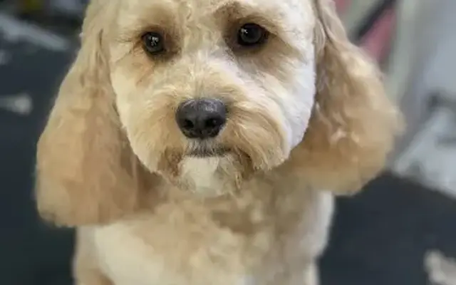 Ooh la la Mobile Pet Spa in Lake Dallas, TX