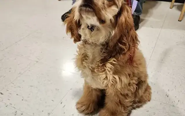 Custom K9 Grooming Salon in Baldwinsville, NY