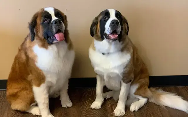 The Doghouse Spa, LLC in Mt Vernon, IN