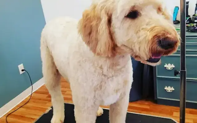 Scissors 'N Suds-All Breed Pet Grooming in Fall River, WI