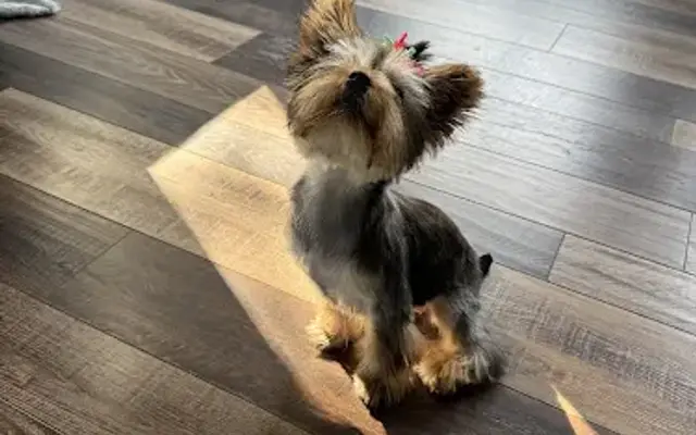 Barks & Bubbles Luxury Mobile Grooming in Fresno, CA