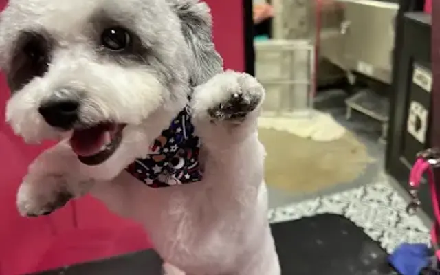 Beauty In the Beast Pet Grooming in Fredericksburg, VA