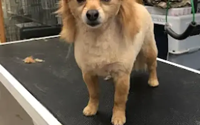 Top Dog Grooming in Redding, CA