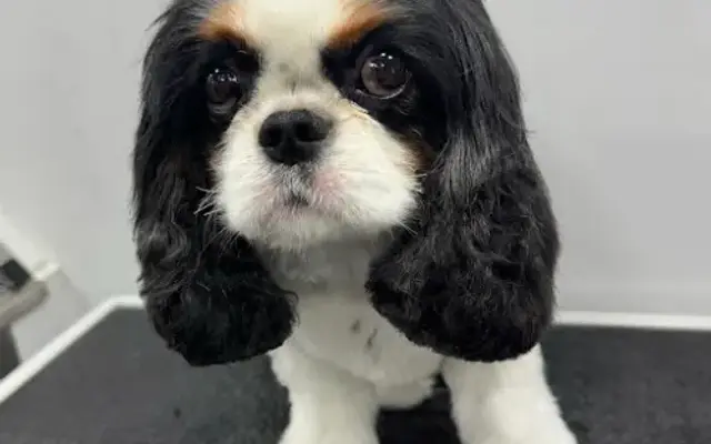Kountry Klippers Pet Grooming in Colleyville, TX
