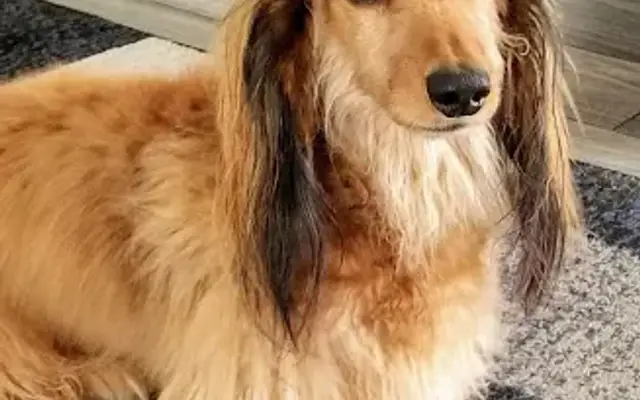 Pete's Mobile Grooming in Venice, FL