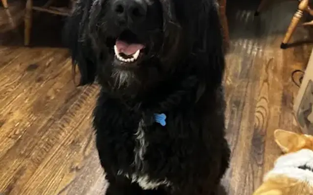 Bark Side of the Groom in Madison, OH