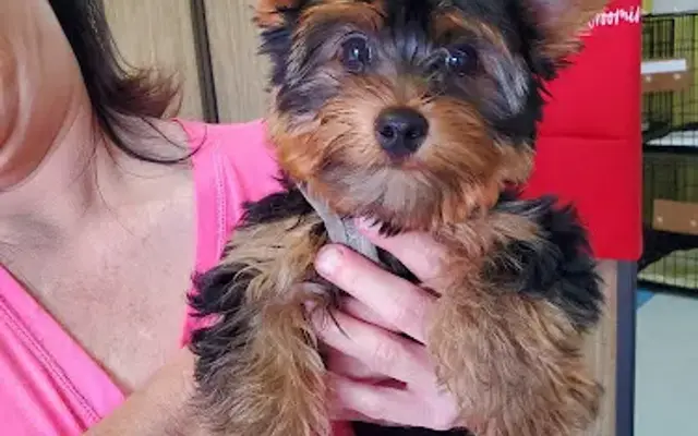 Nana's Pet Grooming in Tifton, GA