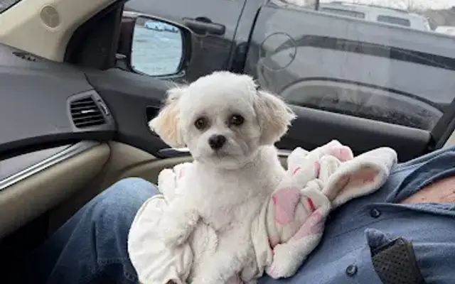 Vanity Fur Pet Salon in Greeneville, TN