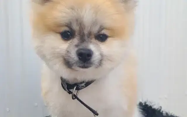 Romy's paws and claws, Mobile pet grooming service in Miami, FL