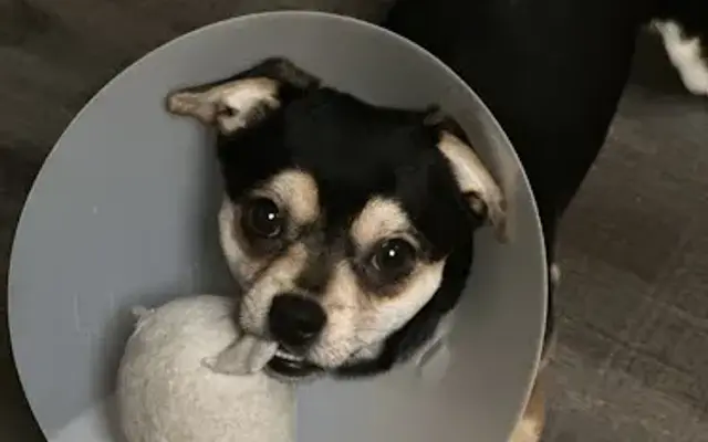 Tucker Veterinary Inc in Orange, VA