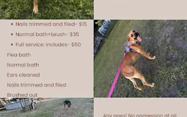 Kaes dog services in Dillon, SC