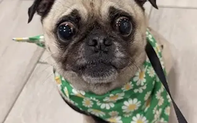 Happy Howls Grooming in Mercer Island, WA