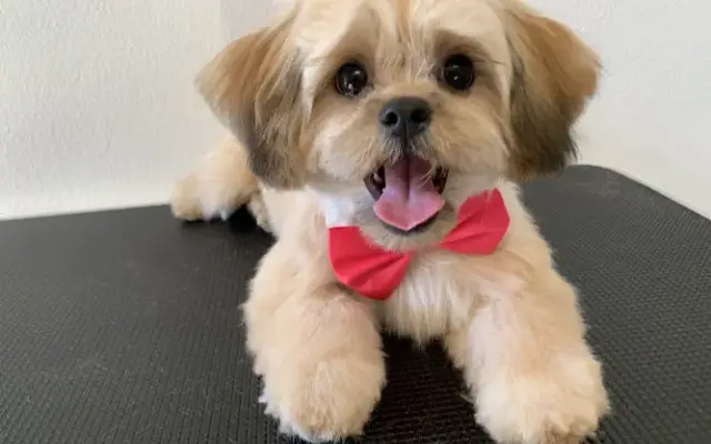 Dazzled Pets Mobile Grooming in Menifee, CA