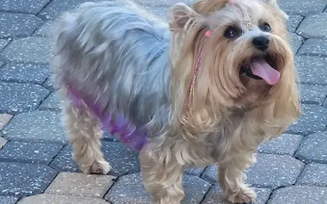 Hannah's Pretty Paw Spa in St. Augustine, FL