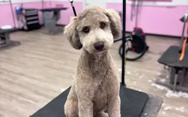 Happy Hippie Paws Dog Grooming in Gridley, CA
