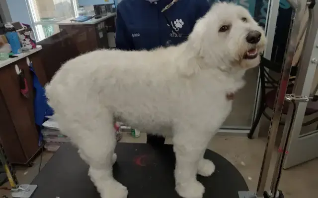 Your Fairy Pet Groomer in Northport, AL
