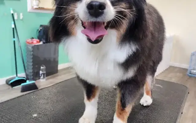 E Z GROOMER in Red Hook, NY