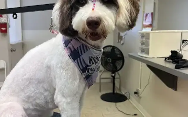 sparkles in Tinley Park, IL