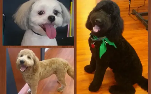 P's and Q's Pet Resort and Spa in Land O' Lakes, FL