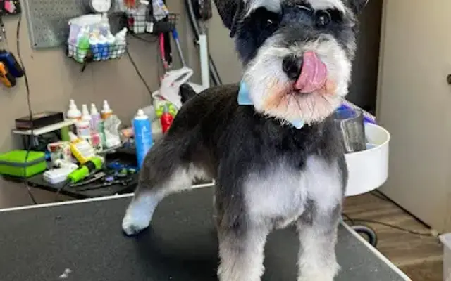 Vip Pet Care and Services in Richmond, MO