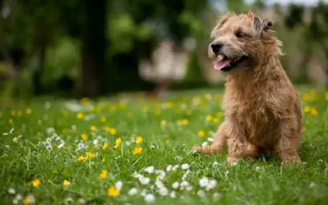 Lakewood Forest Veterinary Hospital in Houston, TX