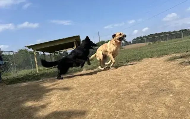 Camp cart pet services in Hopkinsville, KY