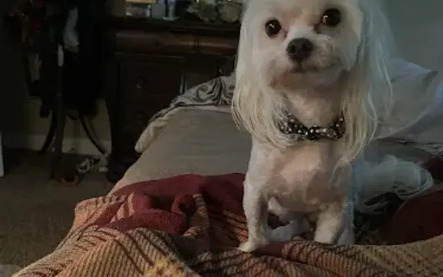 Linda's Grooming in Tomball, TX