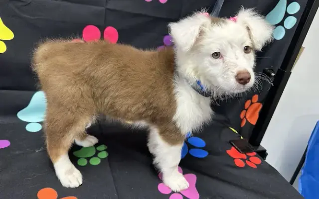 Pup Gabriel Pal's Spa in Leonard, TX