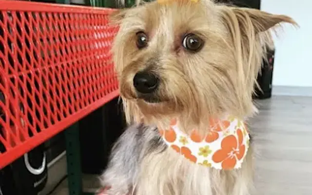 Loving Touch Grooming Salon in Miami, FL