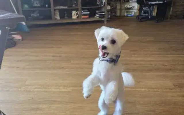 Dogmatic Grooming in River Grove, IL