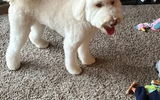 FuzzBuzz Pet Grooming in Des Moines, IA
