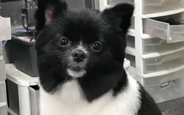 Sellers Pet Grooming in Pensacola, FL