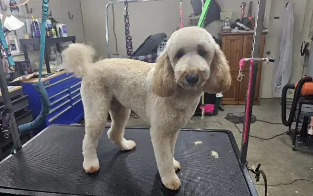 Casey Jones' Pet Grooming LLC in Camden, SC