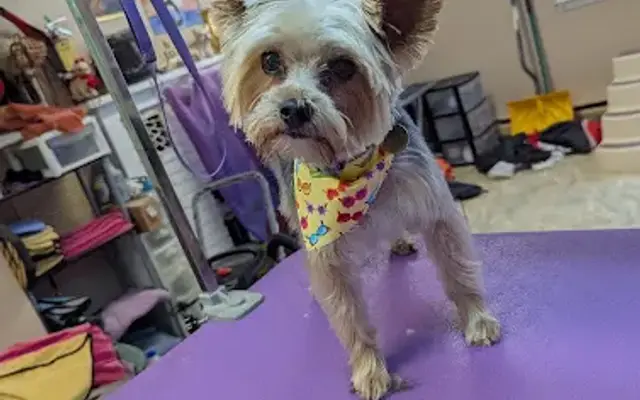 PawByPawGrooming Salon in Pleasant Valley, NY