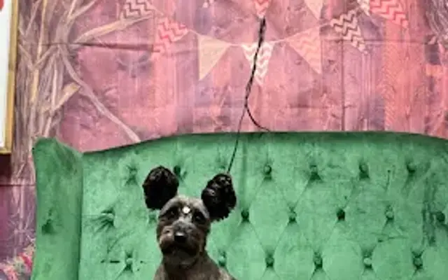 Canine Divine dog spa in Alamo, TX