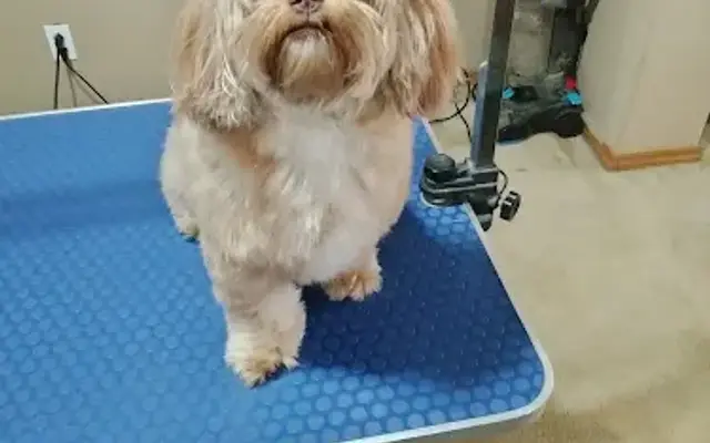 Puppy Cuts Mobile Grooming in Albuquerque, NM