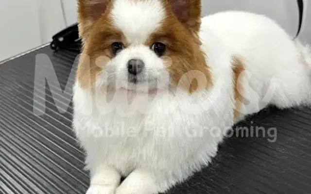 MILLIE'S MOBILE PET GROOMING, LLC in Kissimmee, FL