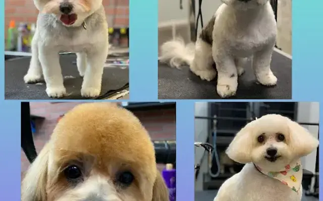 Dr. Dolittle's Pet Grooming and Boarding in Jacksonville, FL