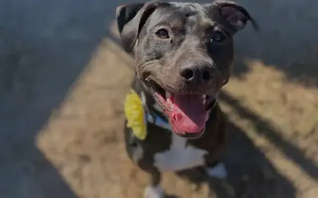 Sheba's Doggy Day Camp in York, SC
