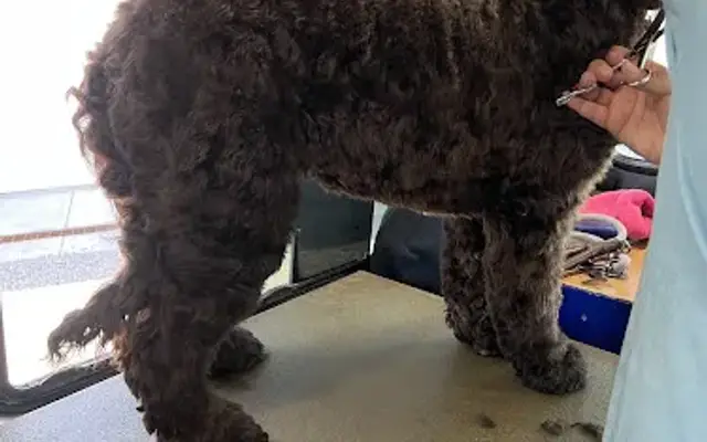 Mad Dawgz Mobile Grooming in Rio Rancho, NM