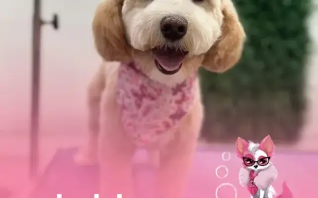 Diva Love Dog, Inc. in Marlborough, MA